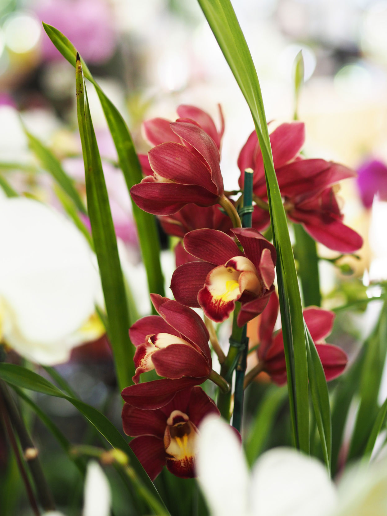 Cymbidium - red2.JPG